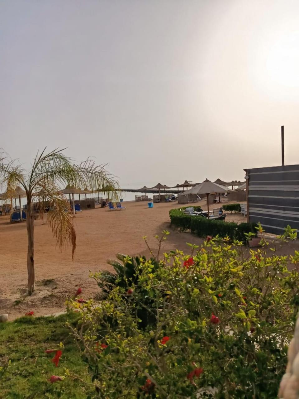 Turtles * Hurghada