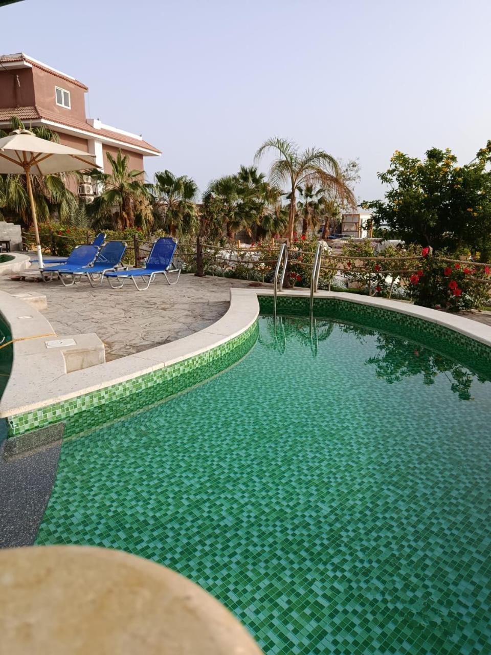 Turtles Hurghada